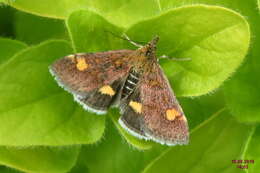 Image of Mint moth