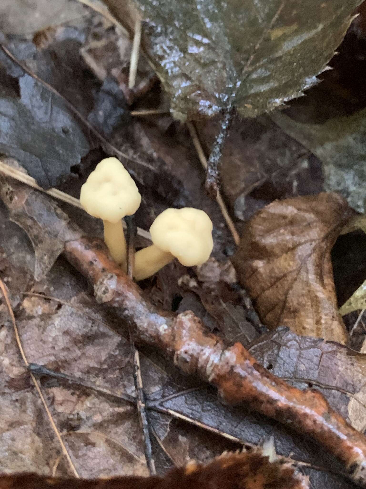 Image of Cudonia lutea (Peck) Sacc. 1885