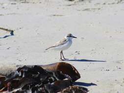 صورة Charadrius marginatus marginatus Vieillot 1818