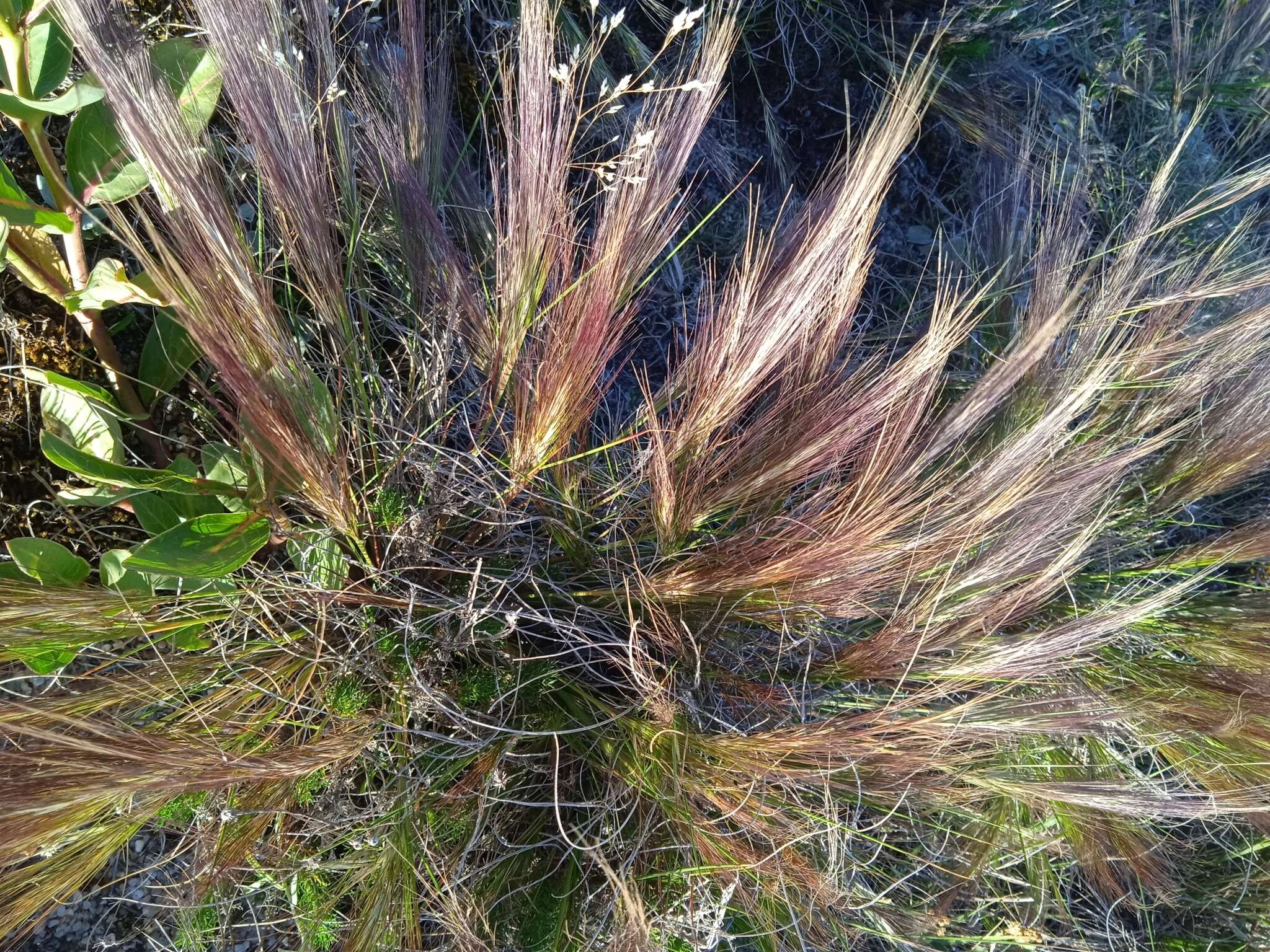 Image of Aristida spegazzinii Arechav.