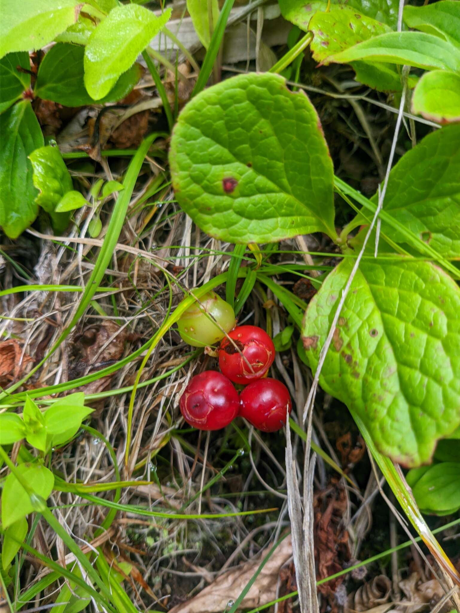 صورة Vaccinium praestans Lamb.