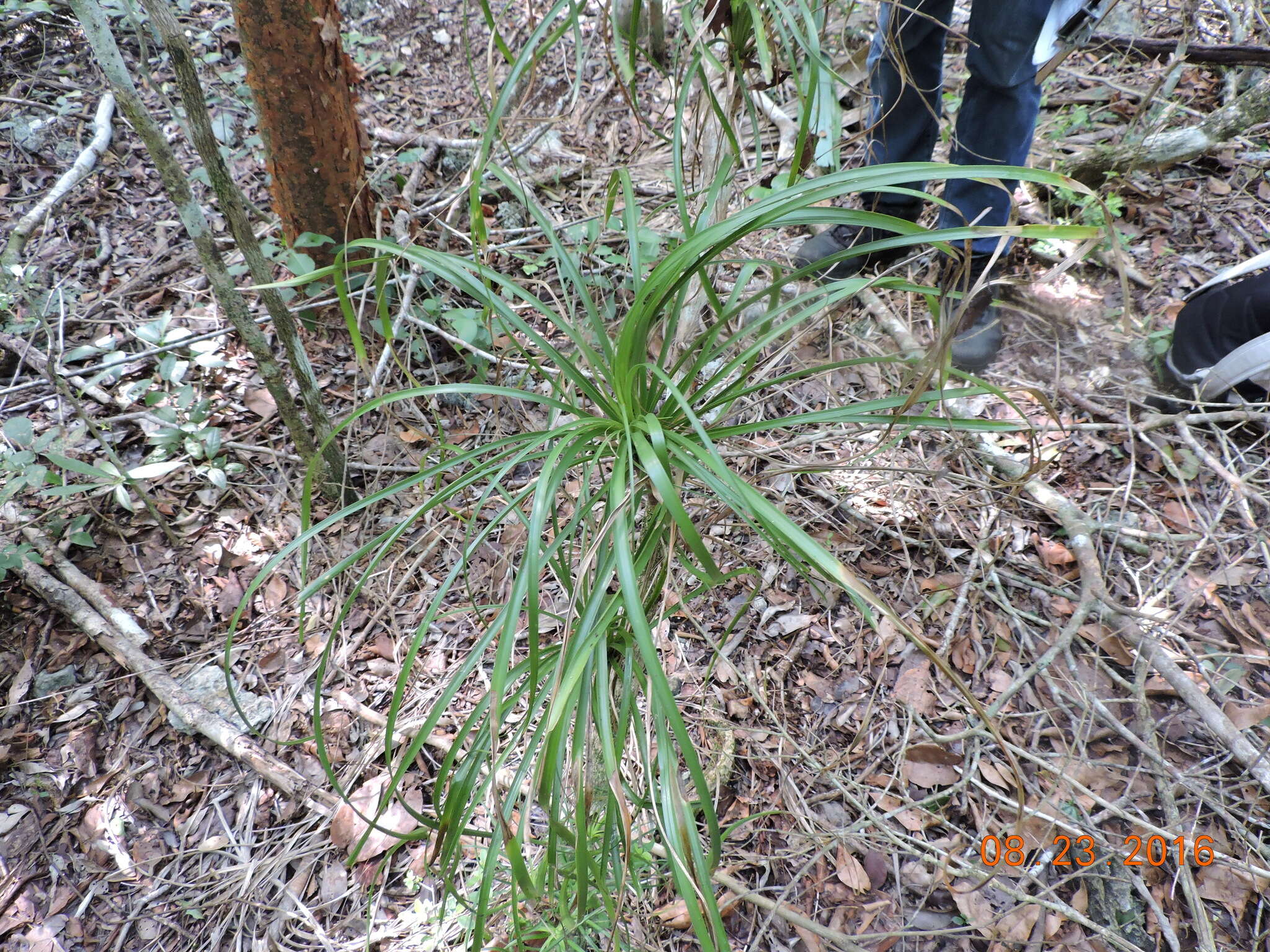 Image of Beaucarnea pliabilis (Baker) Rose