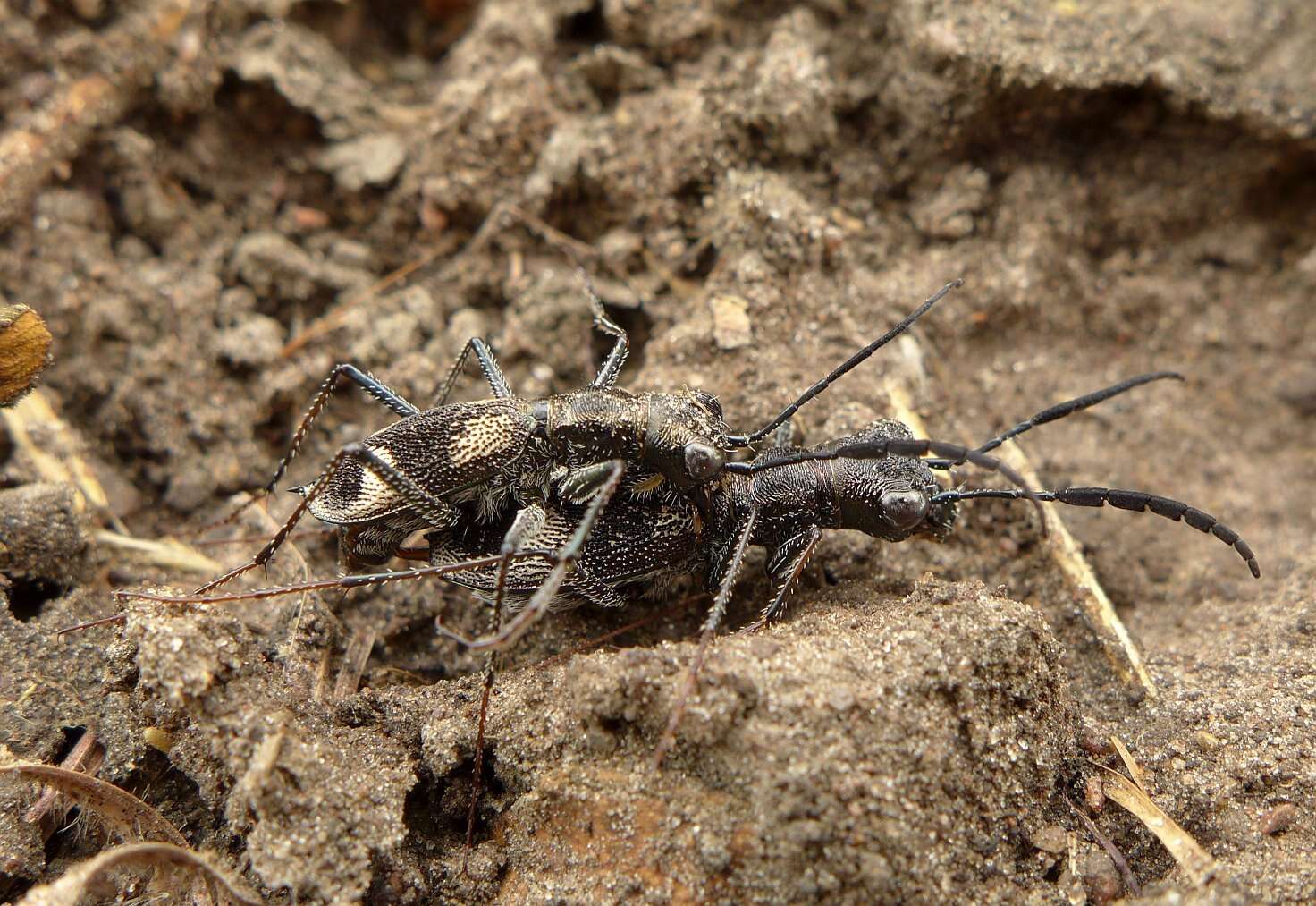 Image of Dromica (Dromica) egregia (Germar 1843)