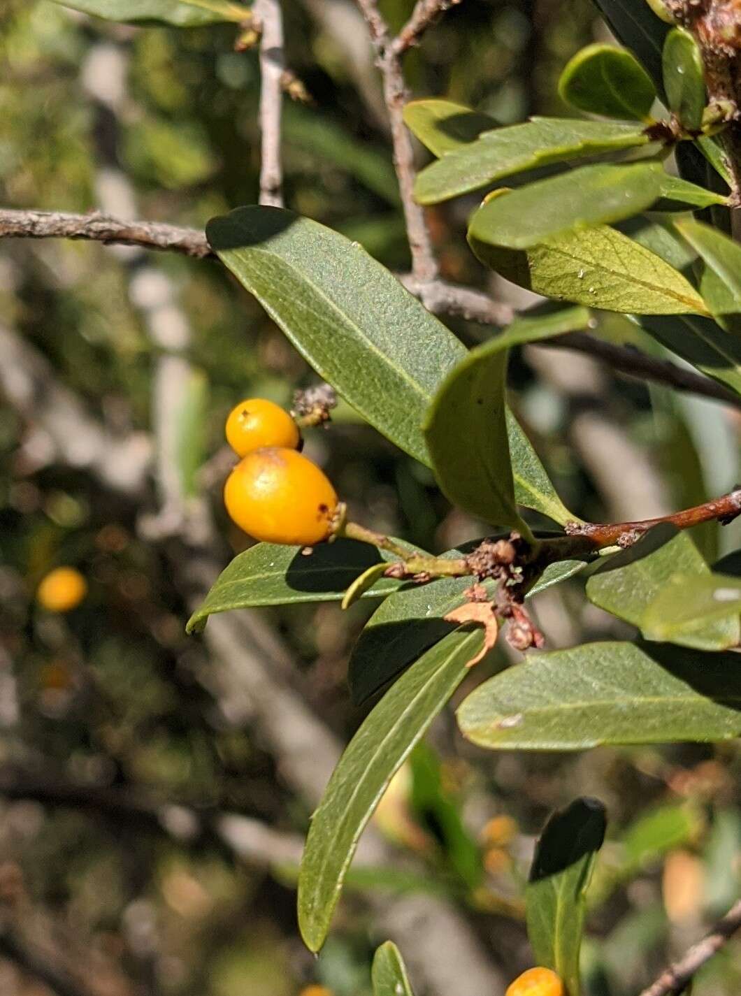 Image of Denhamia bilocularis (F. Müll.) M. P. Simmons