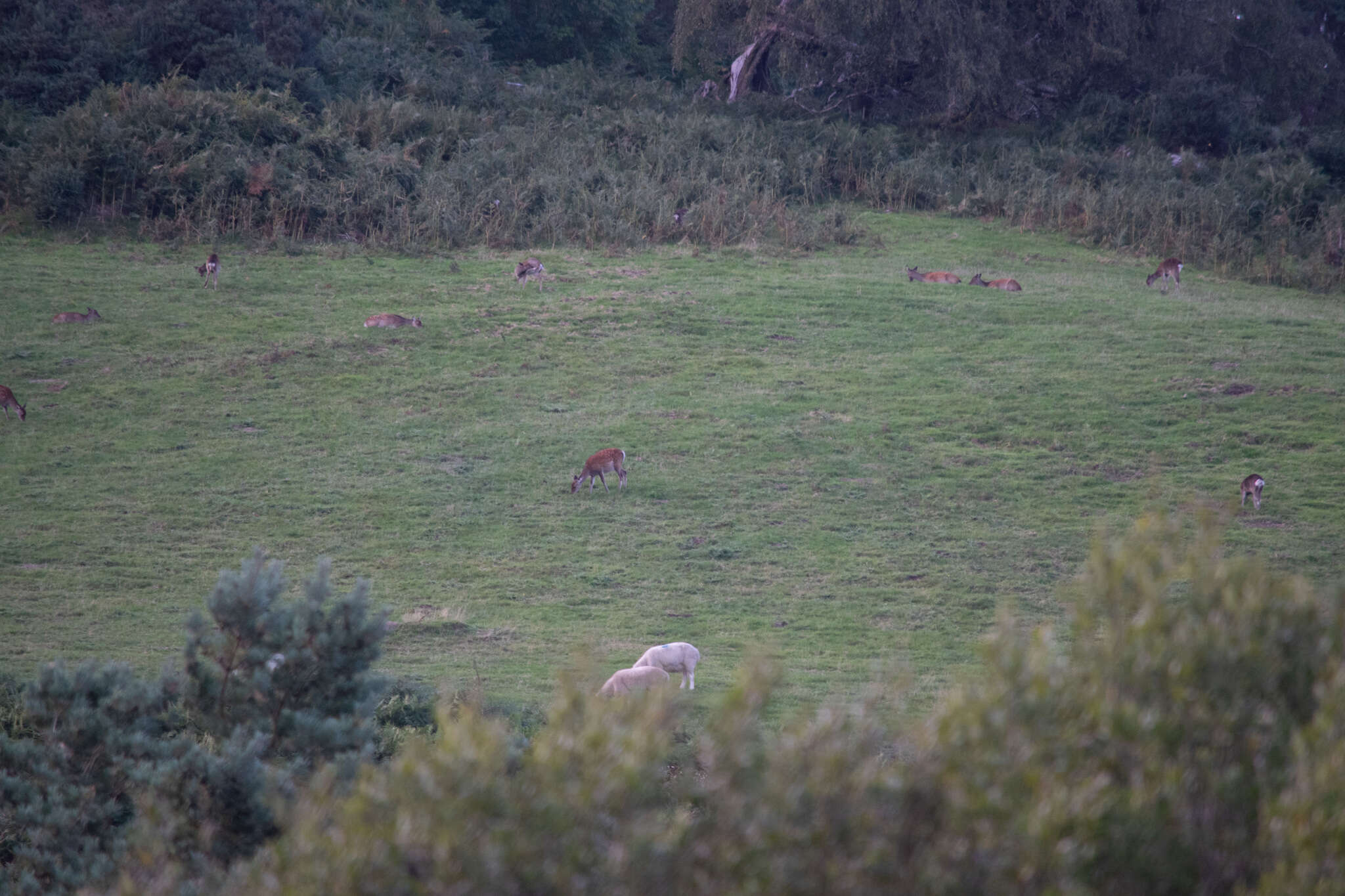 Image of sika deer