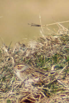 Image de Bruant des plaines