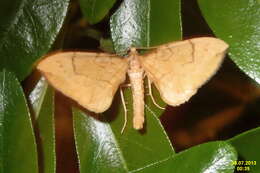 Image of Barred Straw