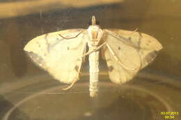 Image of Barred Straw