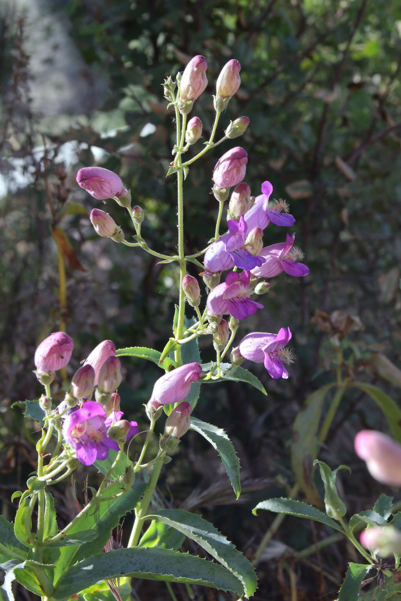 Image de Penstemon grinnellii Eastw.