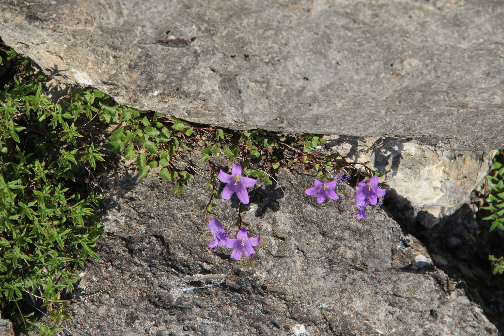 Imagem de Campanula andina Rupr.