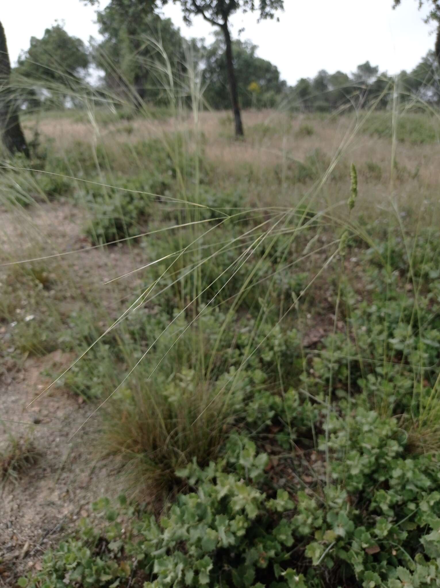 Image of Stipa lagascae Roem. & Schult.