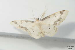 صورة Idaea trigeminata Haworth 1809