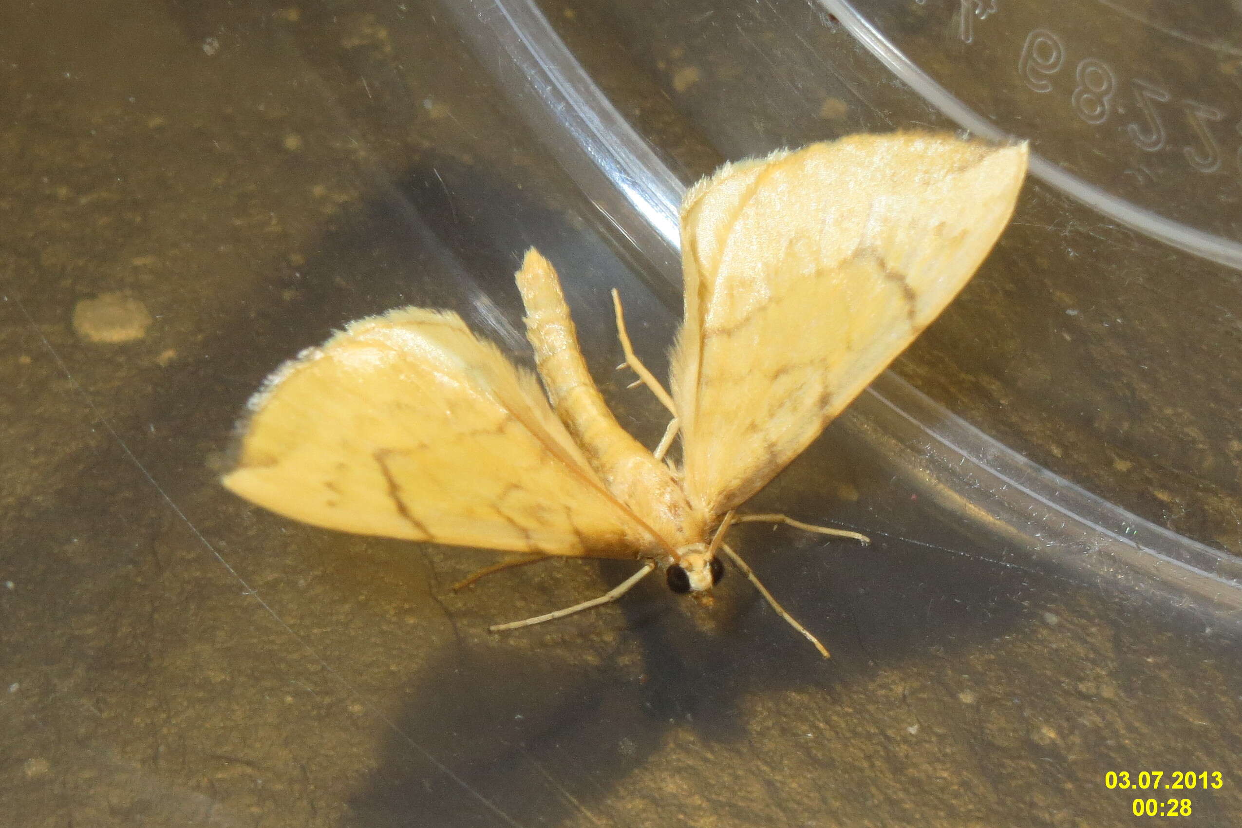 Image of Barred Straw