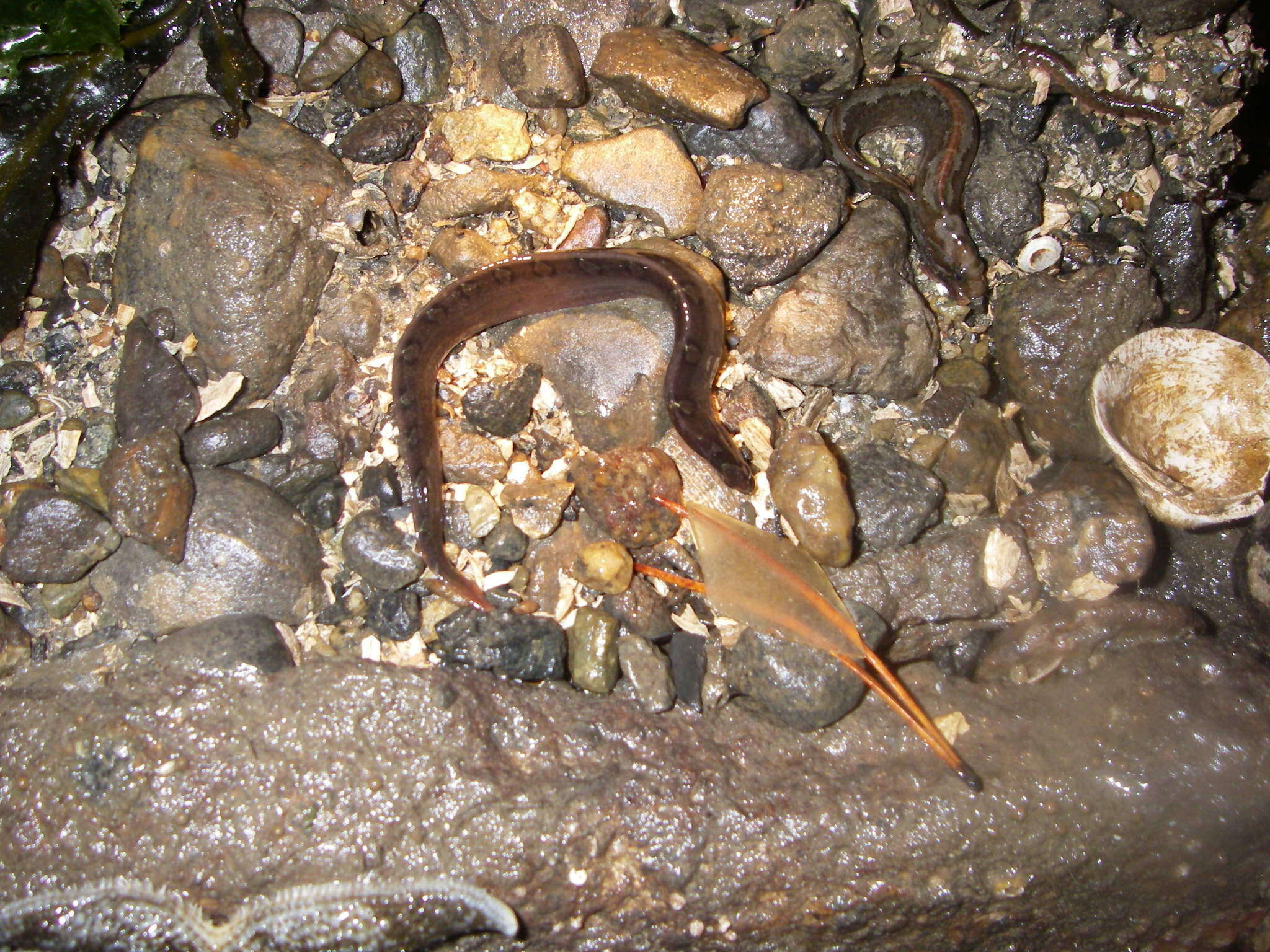 Image of Bracketed blenny