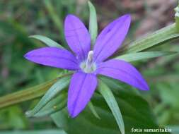 Image of Legousia falcata (Ten.) Fritsch ex Janch.