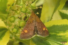 Image of Mint moth