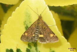 Image of Mint moth