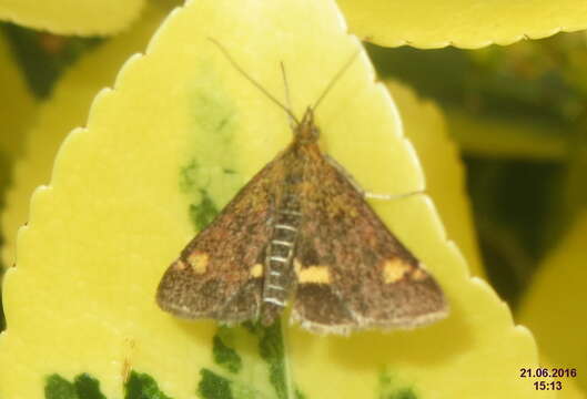 Image of Mint moth