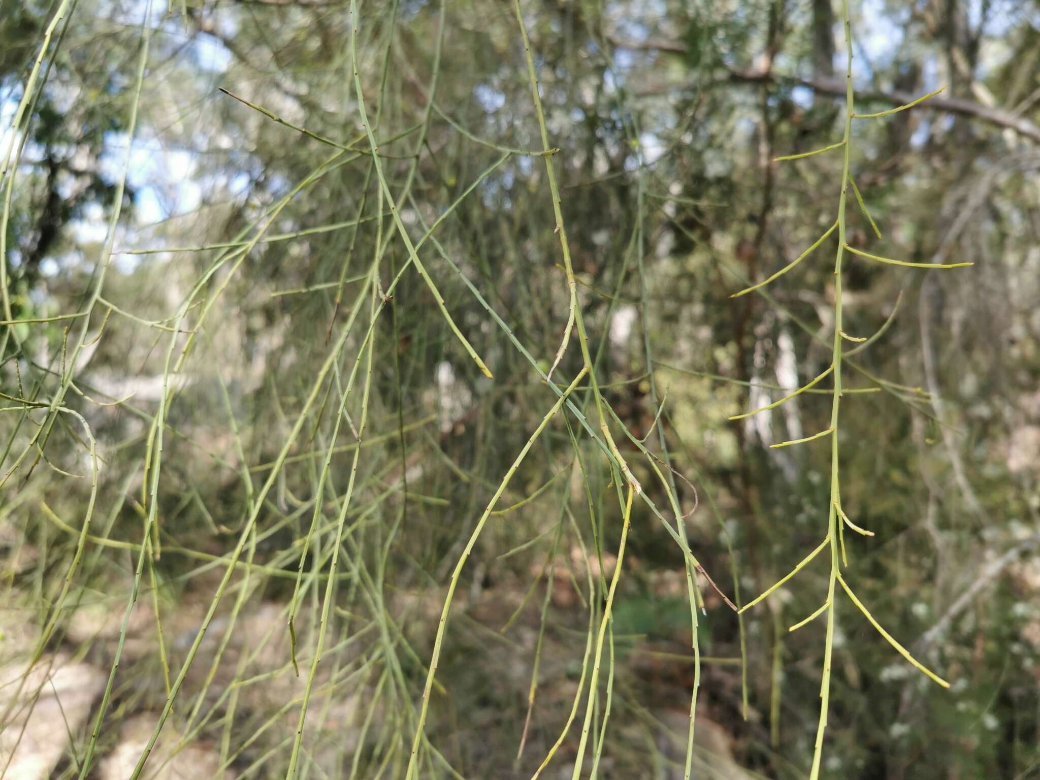 Image of Leptomeria acida R. Br.