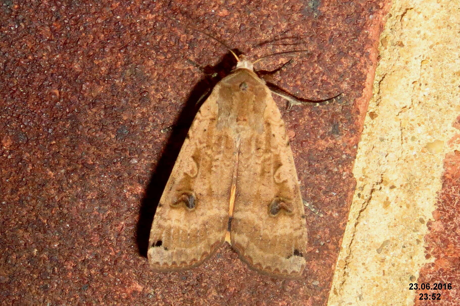 Image of Large Yellow Underwing