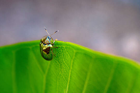 Слика од Charidotella (Charidotella) succinea (Boheman 1855)