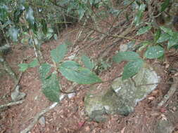 Image de Viburnum urceolatum Sieb. & Zucc.