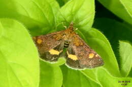 Image of Mint moth