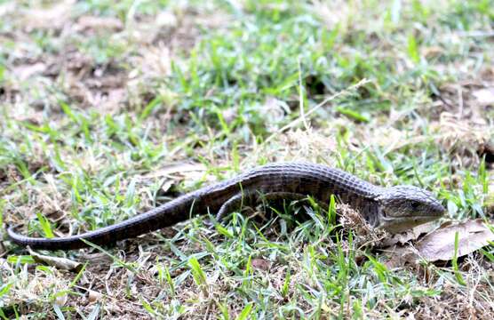Image of Herrera's Alligator Lizard