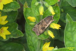 Image of Large Yellow Underwing