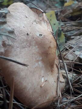 Image de Leucocortinarius