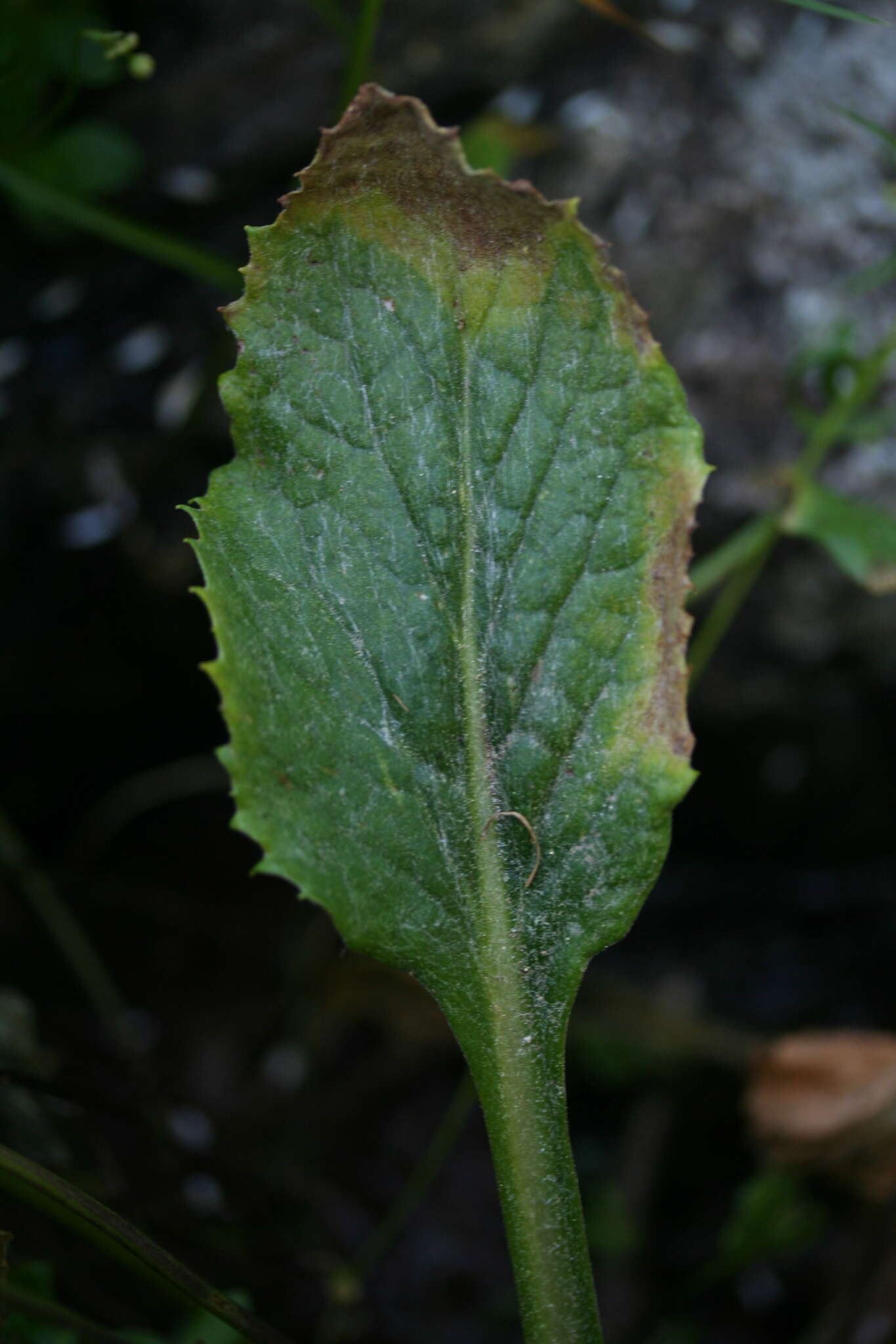 Imagem de Tephroseris balbisiana (DC.) Holub