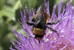 Image of Bumble-bee-mimic Anthophora