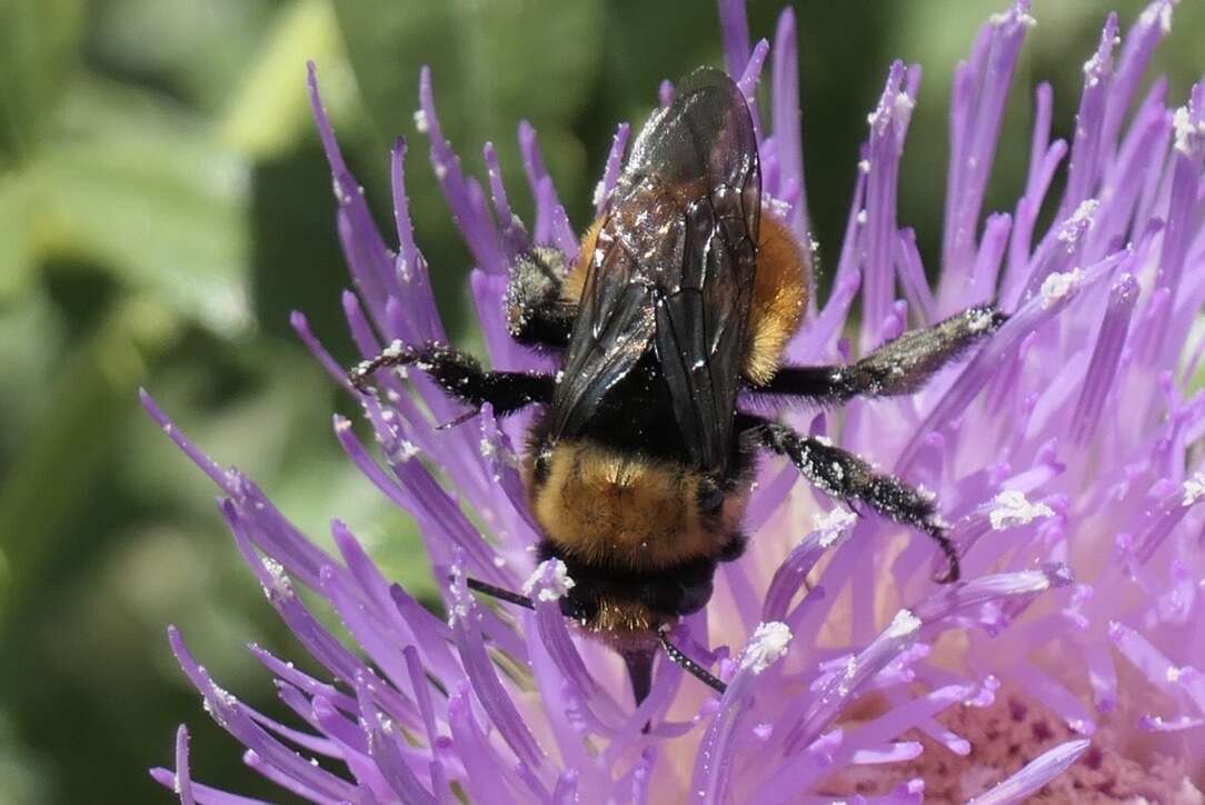 Plancia ëd Anthophora bomboides Kirby 1837