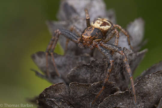 Слика од Xysticus elegans Keyserling 1880