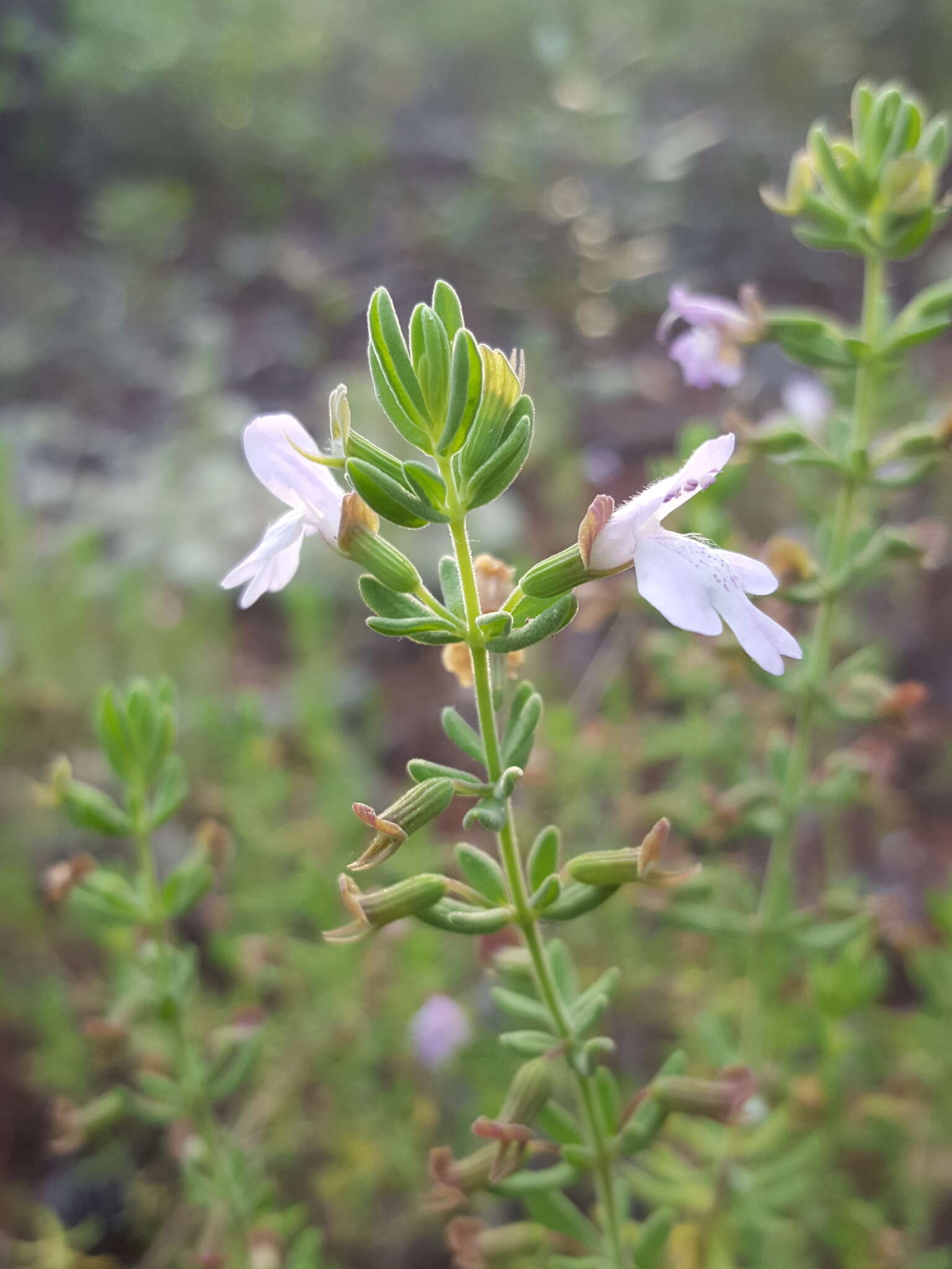 Imagem de Clinopodium ashei (Weath.) Small