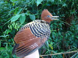 Image of Rufous-headed Woodpecker