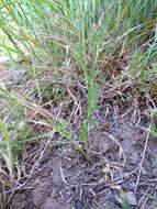 Image of Daucus glochidiatus (Labill.) Fischer, C. Meyer & Ave Lall.