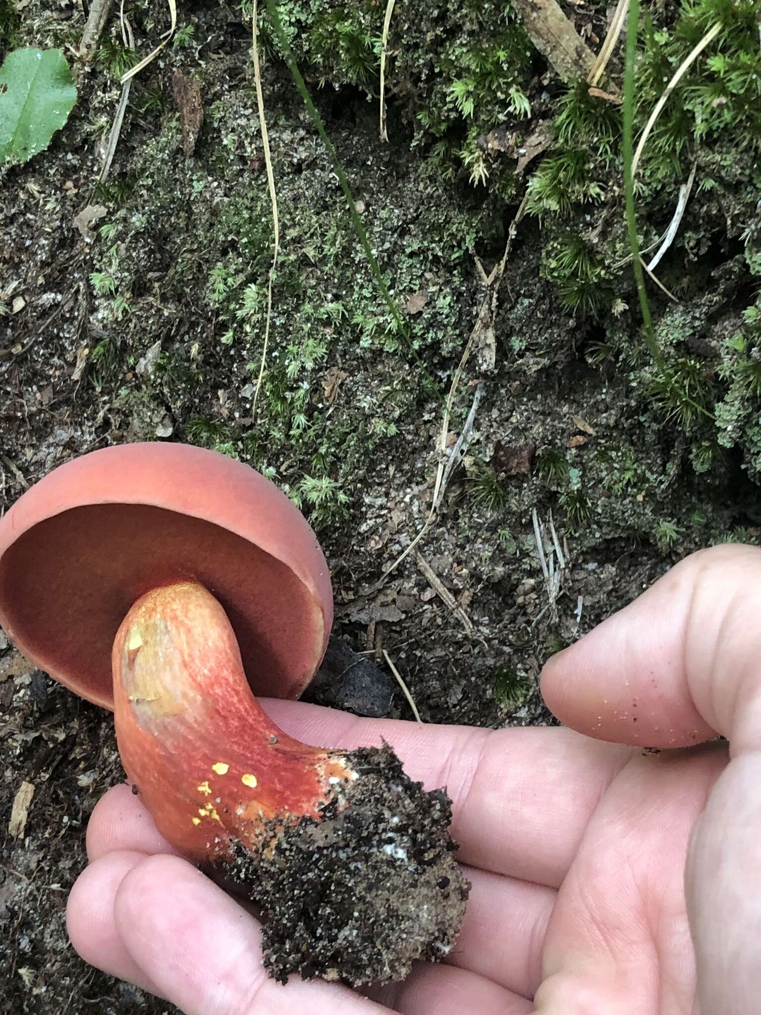 Sivun Boletus carminiporus Bessette, Both & Dunaway 1998 kuva