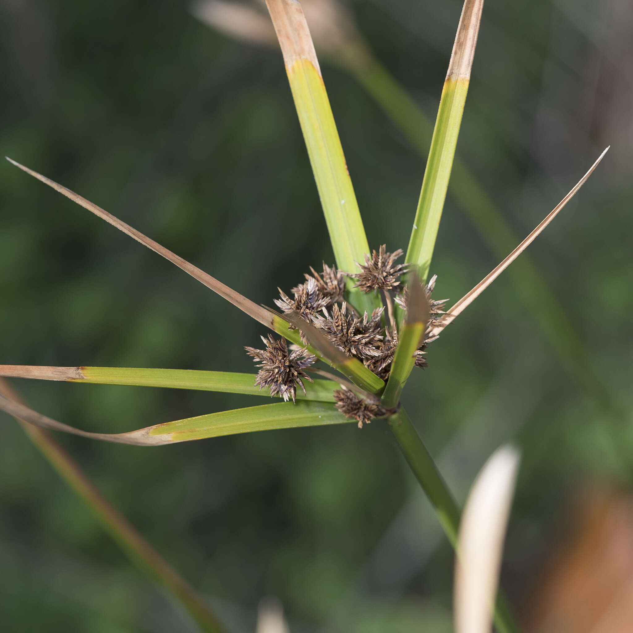 Imagem de Cyperus vaginatus R. Br.