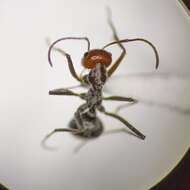 Image of Myrmecocystus semirufus Emery 1893