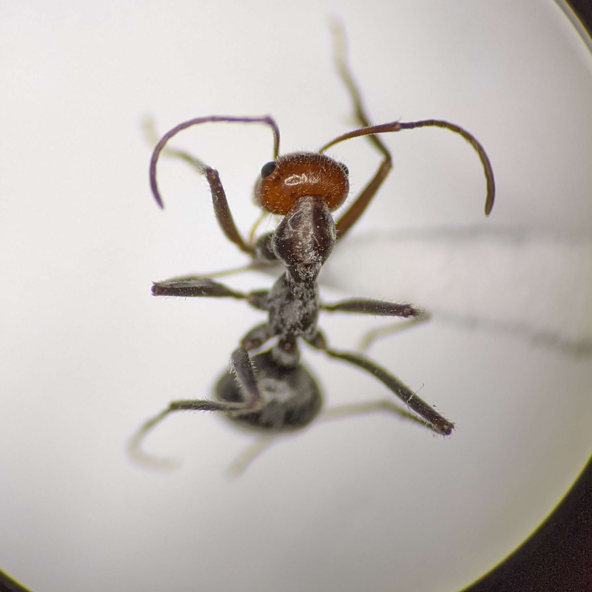 Image of Myrmecocystus semirufus Emery 1893
