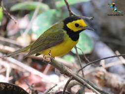 Image of Hooded Warbler