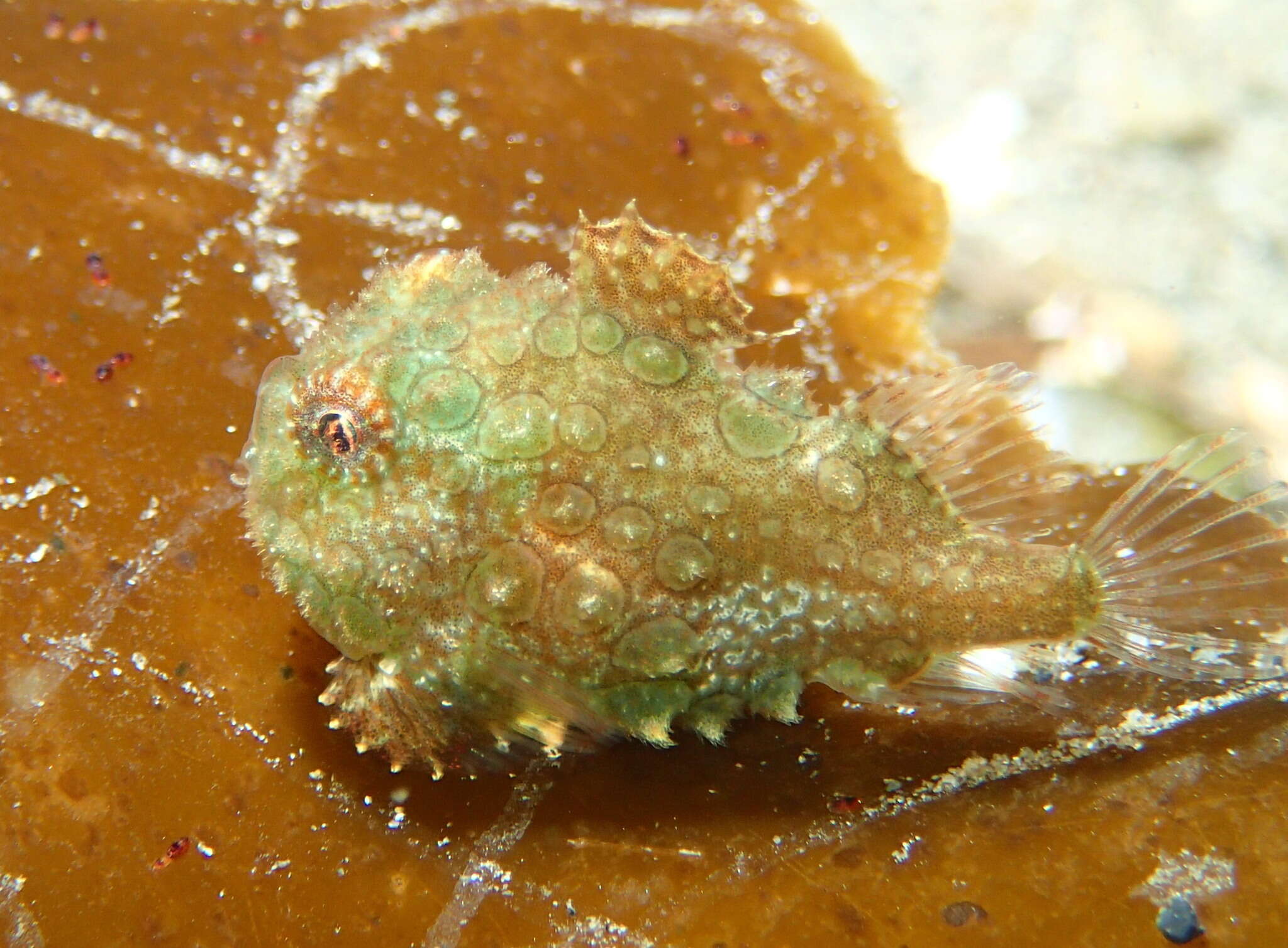 Image of Pacific spiny lumpsucker