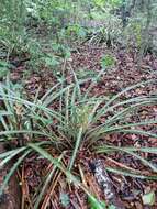 Слика од Bromelia palmeri Mez