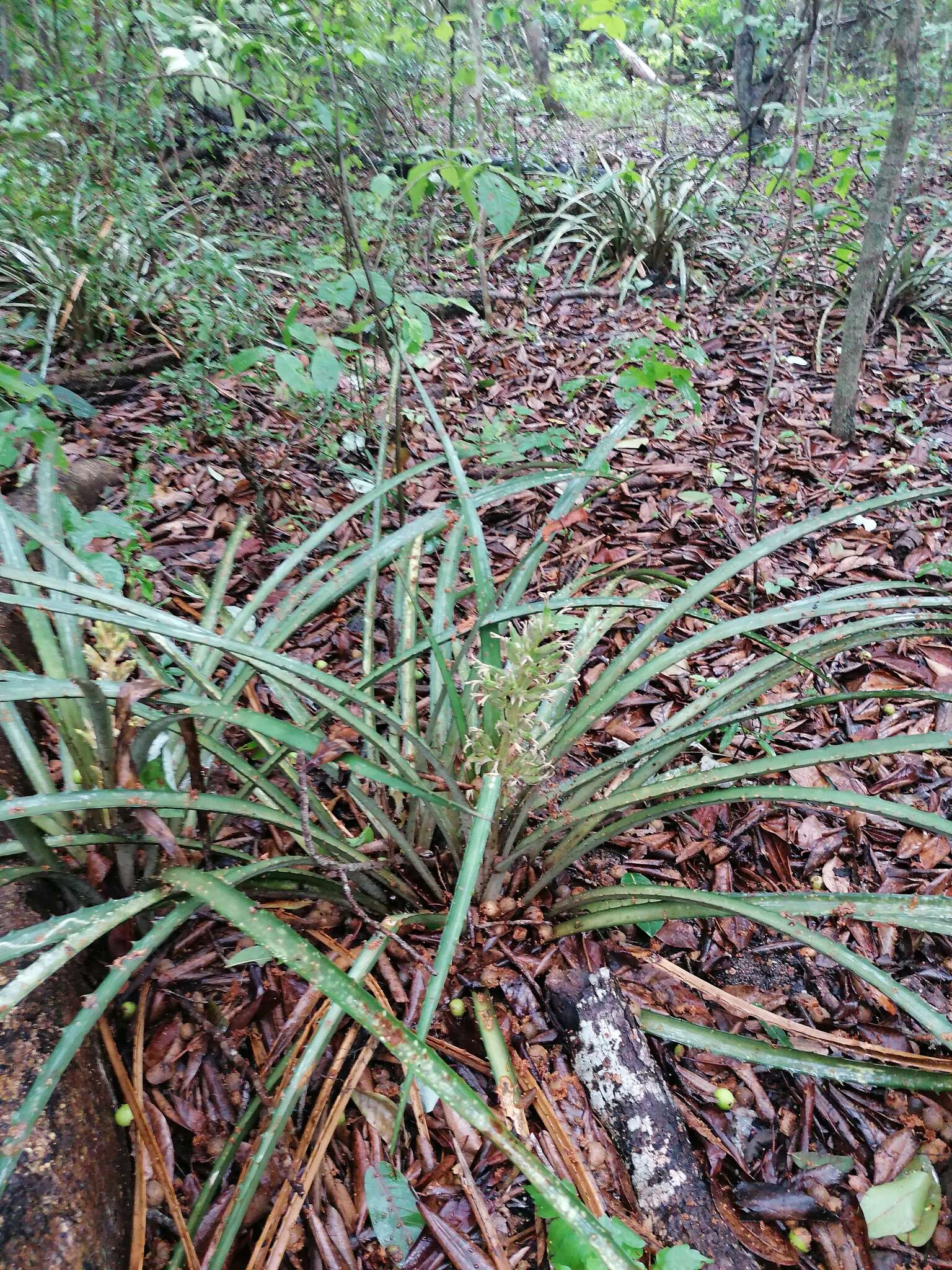 Bromelia palmeri Mez的圖片