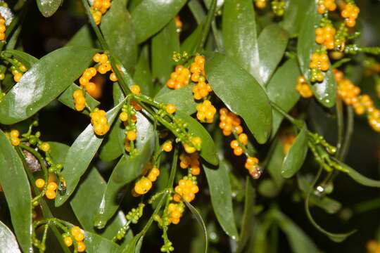 Слика од Phoradendron aurantiacum Trel.