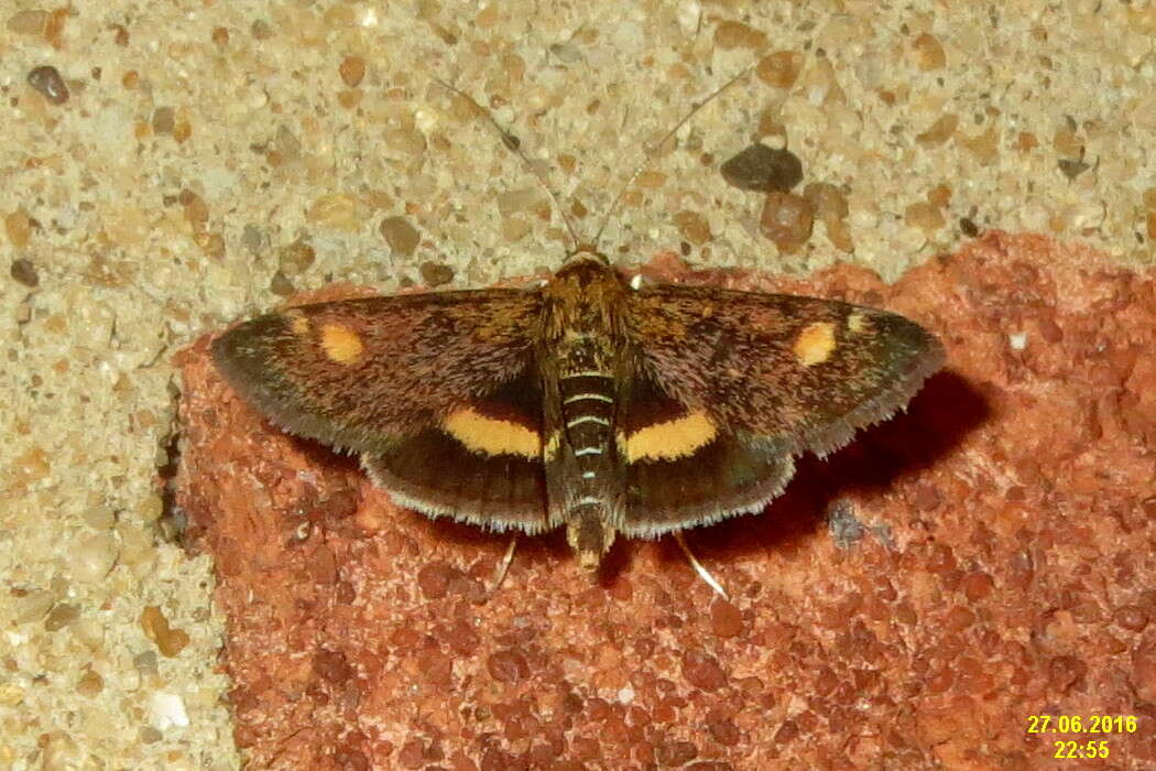 Image of Mint moth