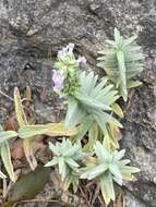 Слика од Stachys palaestina L.