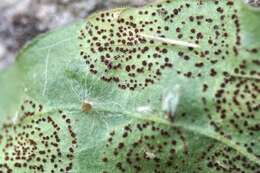 Image of Puccinia arenariae (Schumach.) J. Schröt. 1880