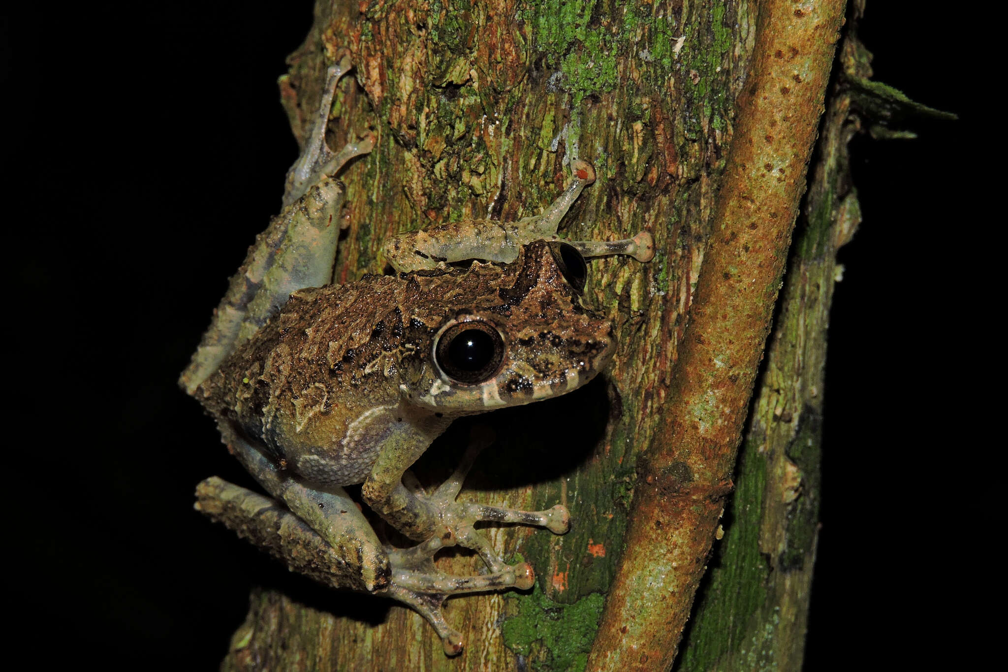 Image of Rio Verde Snouted Treefrog